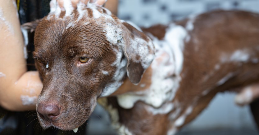 Ask Dr. Jenn: How Can I Get Rid of Fleas on My Dog?